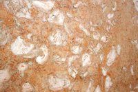 Розовый мрамор Orient Fossil, Турция